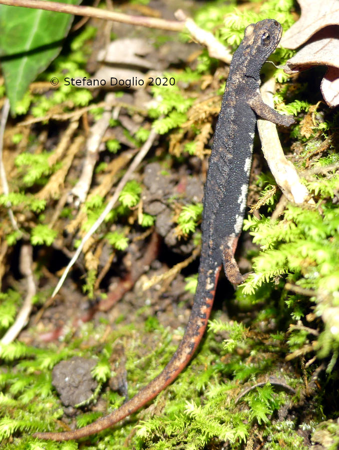 Salamandrina perspicillata nella Campagna Romana